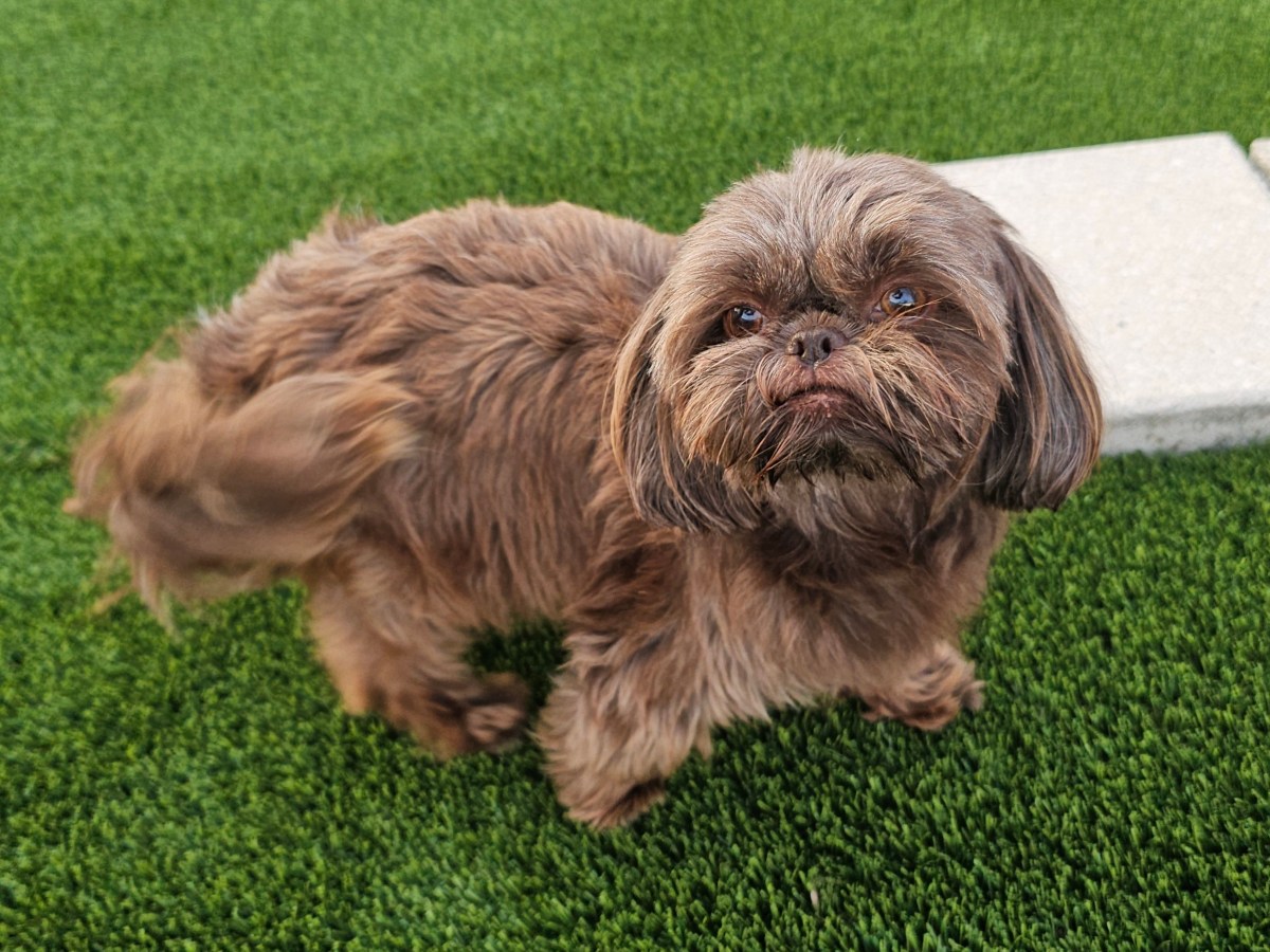 Pancake: AKC Registered Shih Tzu with Health&nbsp;Certifications