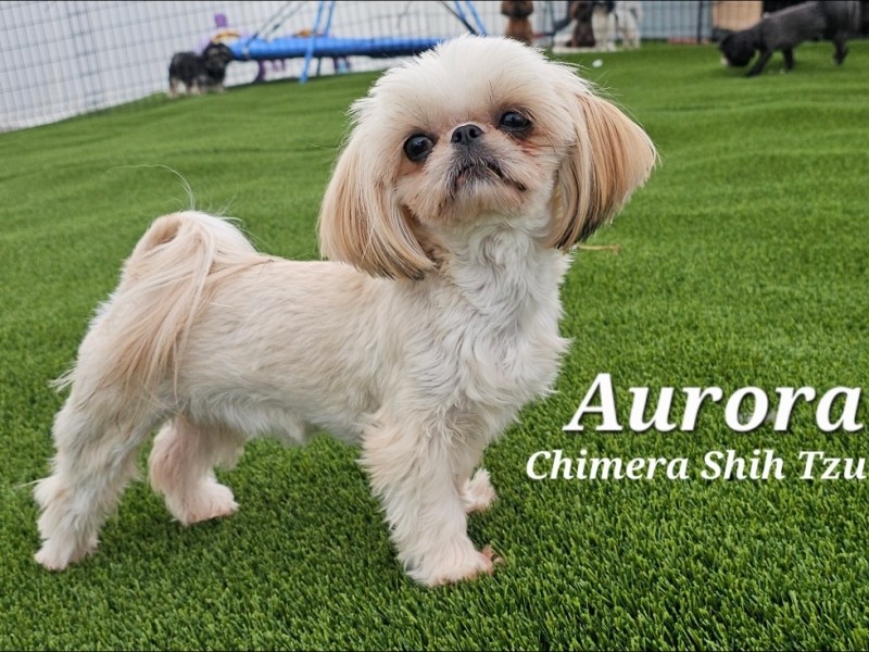 Meet Aurora: Health Tested Shih Tzu with a Great&nbsp;Pedigree