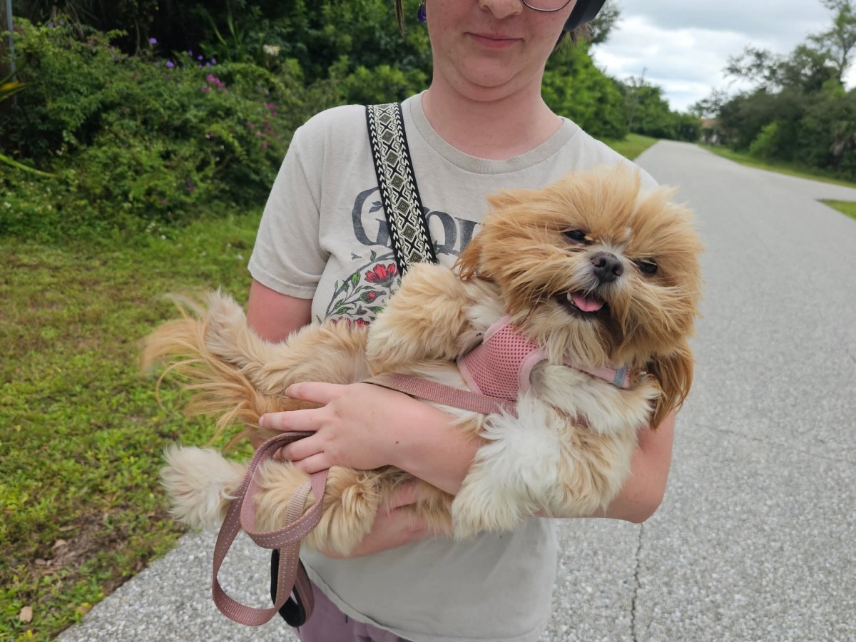 Meet Storm: AKC Shih Tzu with OFA CHIC Health&nbsp;Testing