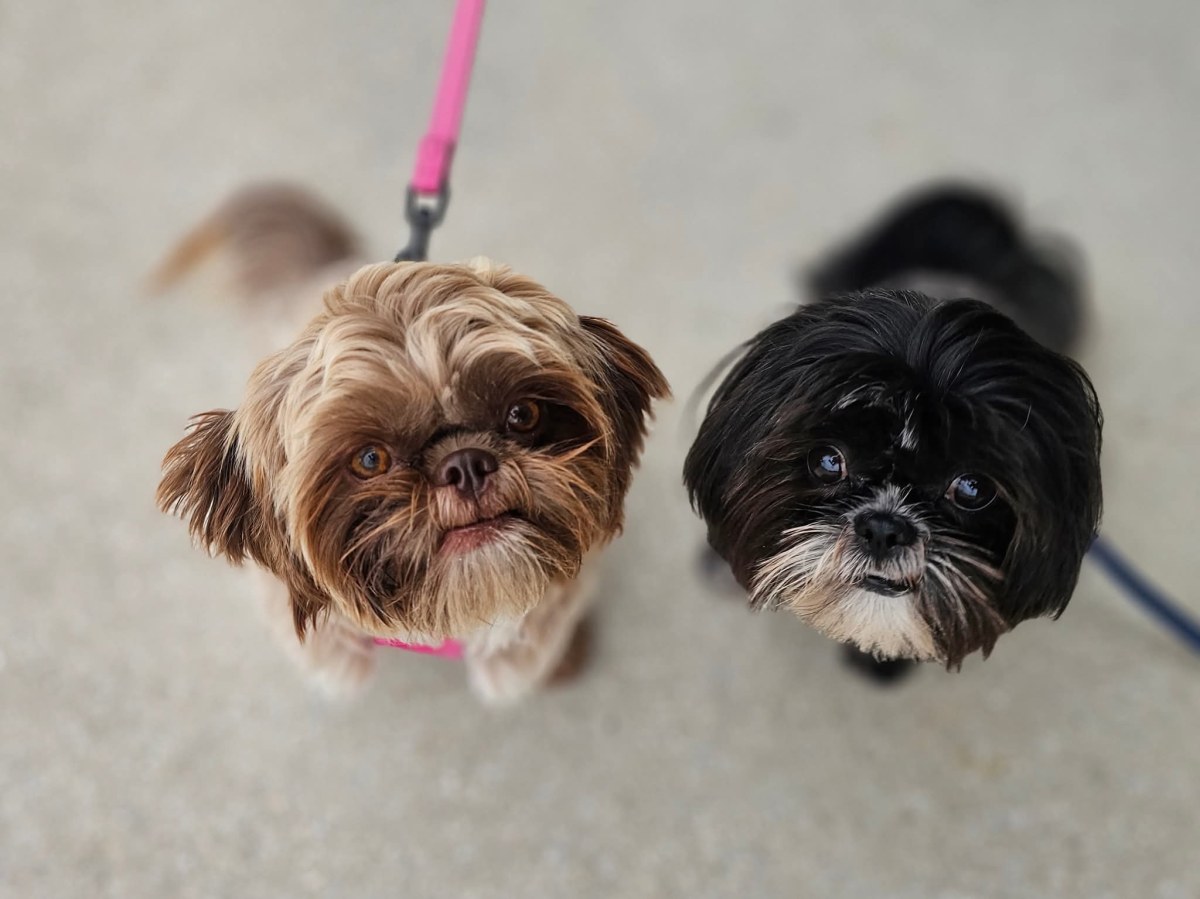 Meet Toots: AKC Registered Chocolate Temptress from&nbsp;Florida