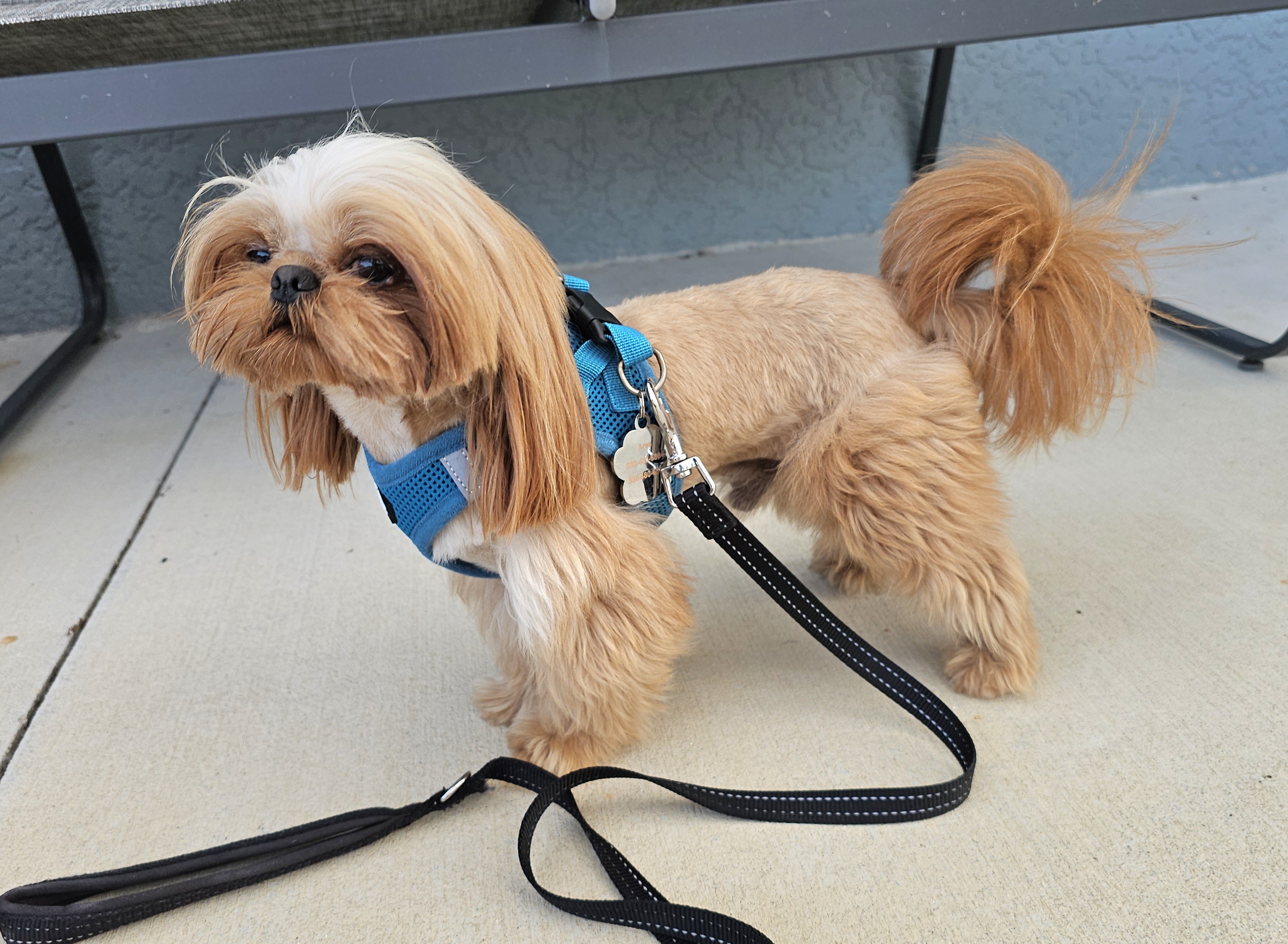 Meet Charming Shih Tzu Dads: A Collection of Companions – Chimera
