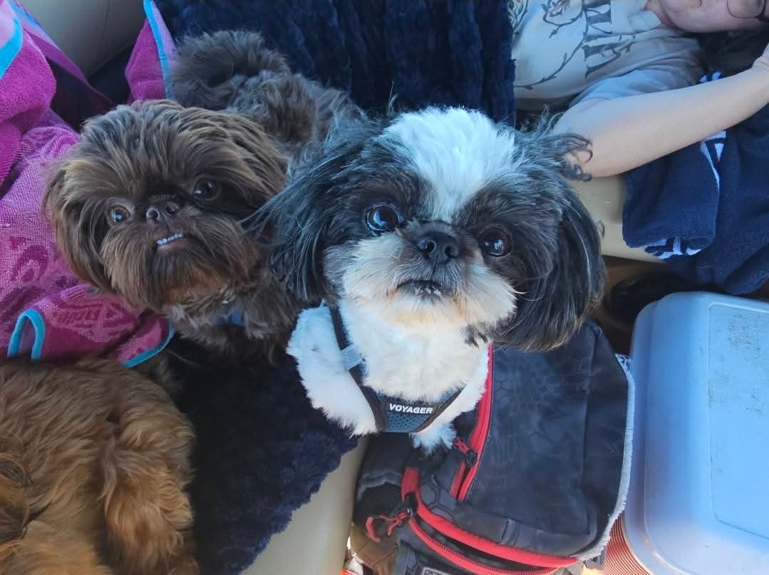 Meet Charming Shih Tzu Dads: A Collection of Companions – Chimera