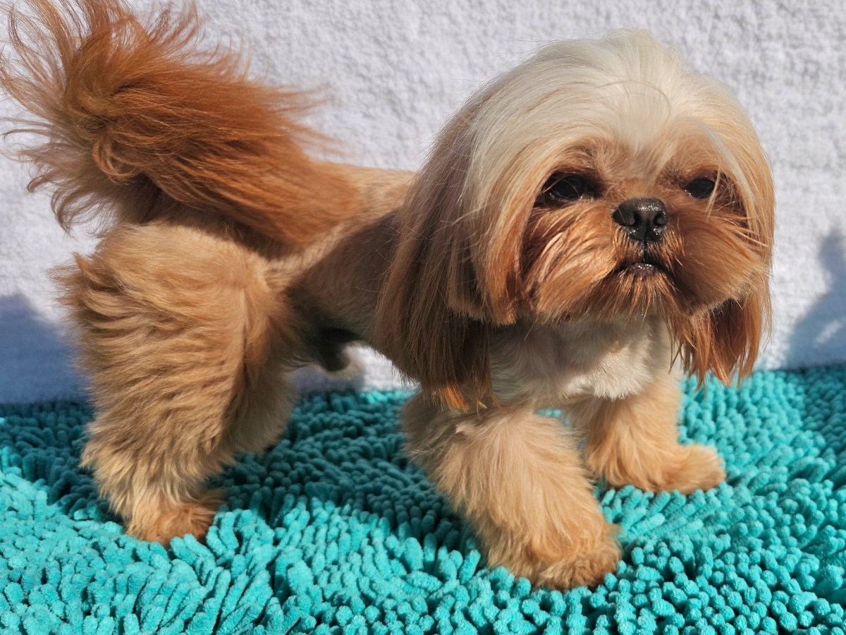 Ares: AKC Registered Shih Tzu with a Gentle&nbsp;Spirit