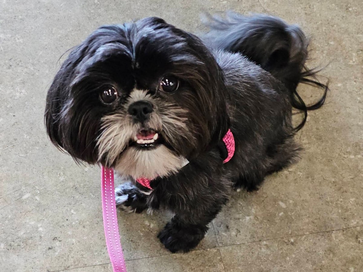 Meet Morticia: The Ideal Therapeutic Soul&nbsp;Mate