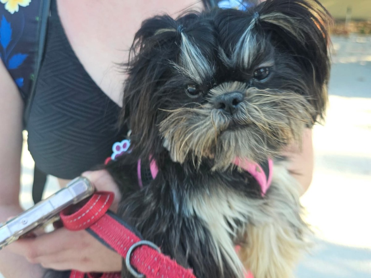 Cleo: The Sweetest Shih Tzu With a Big&nbsp;Heart