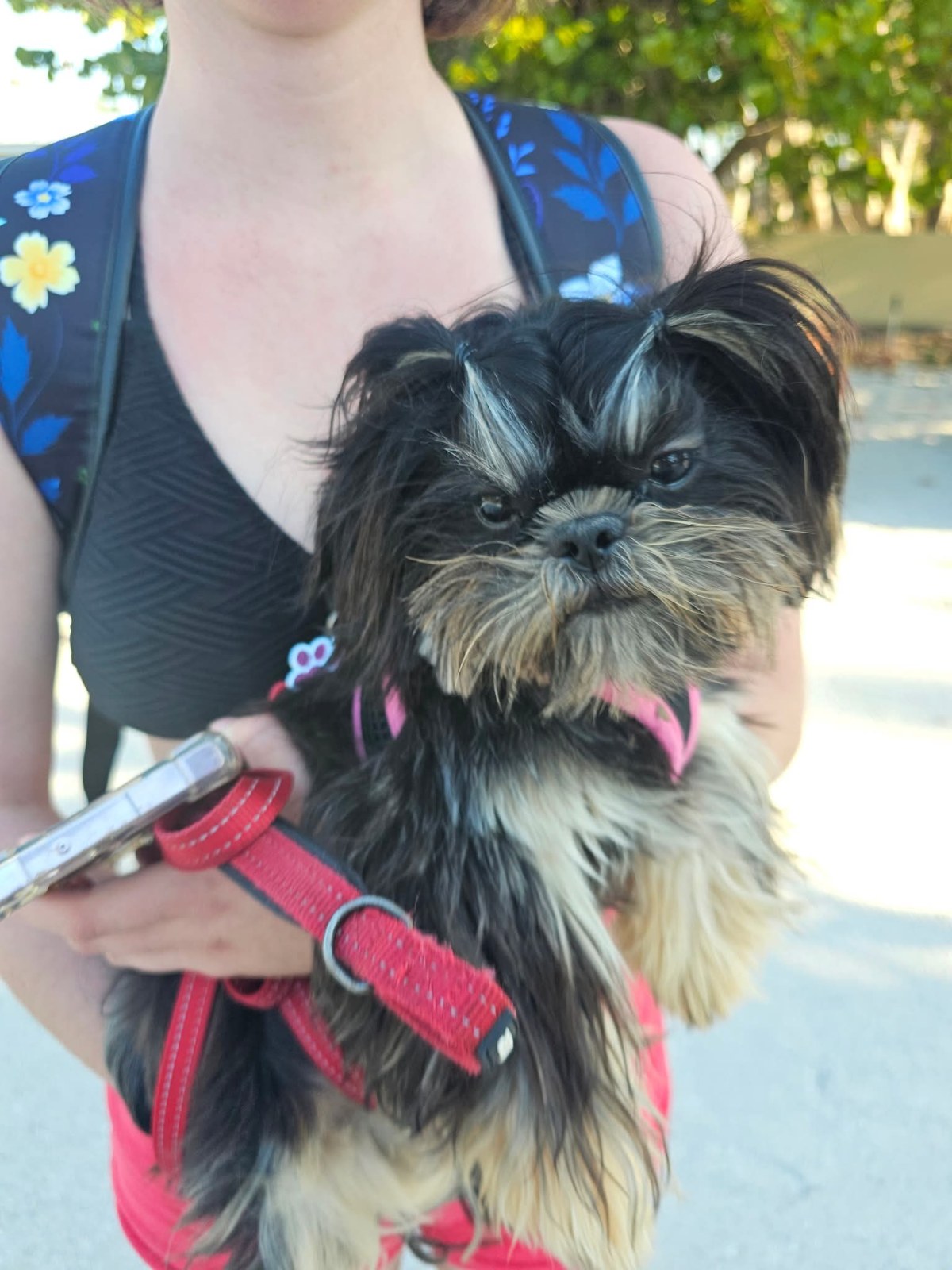 Cleo: The Sweetest Shih Tzu With a Big&nbsp;Heart